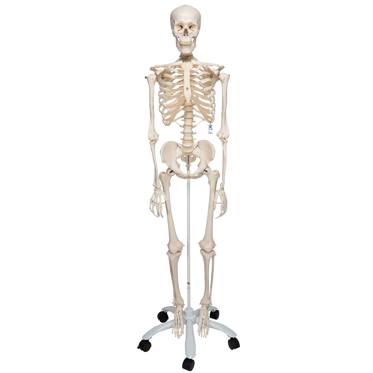 Squelette Stan A10 sur pied métallique avec 5 roulettes - 3B Smart Anatomy