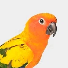 OISEAUX