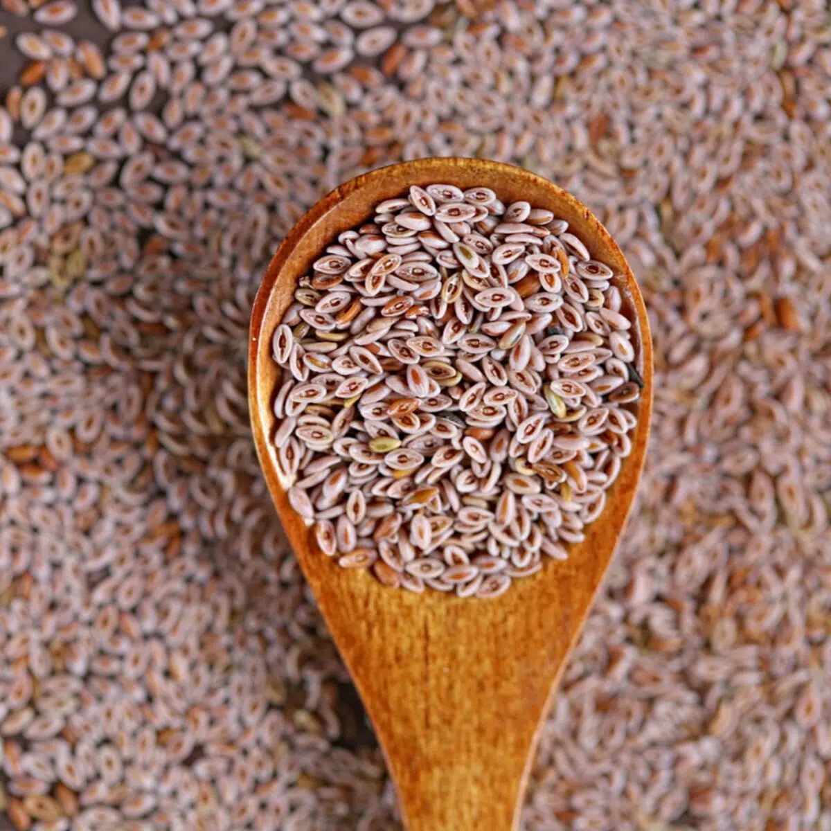 GRAIN DE PSYLIUM
