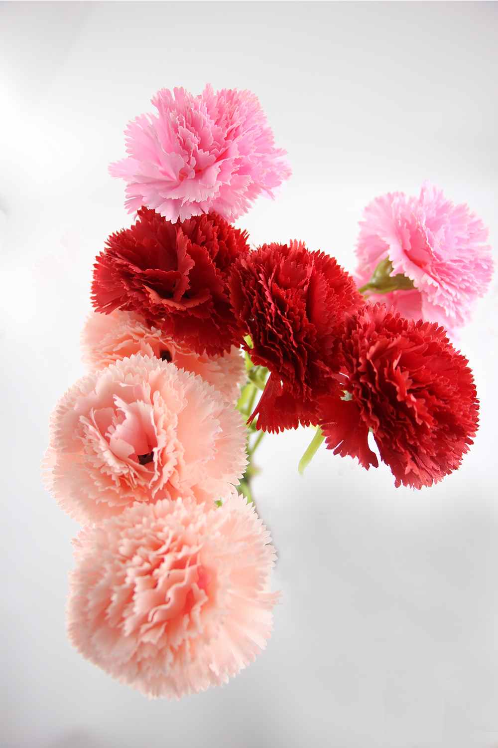 Fleur BB