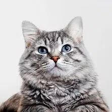 CHAT