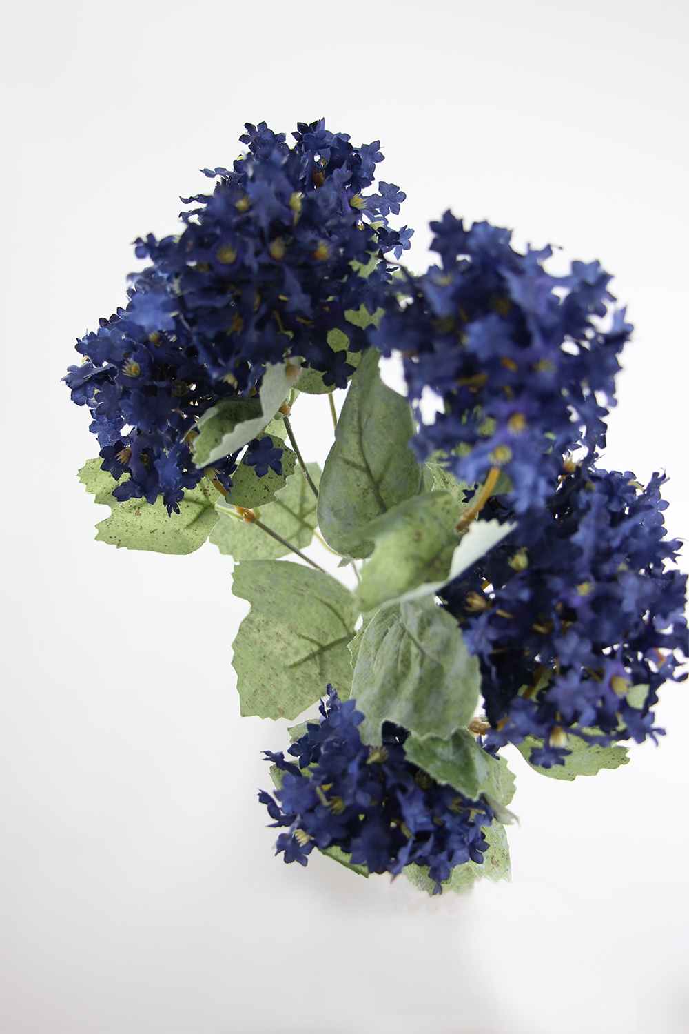 Fleurs (C)