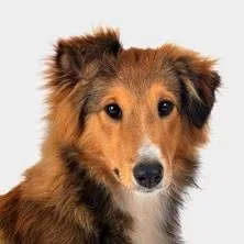 CHIEN 