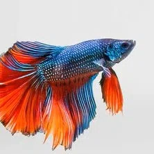 POISSON