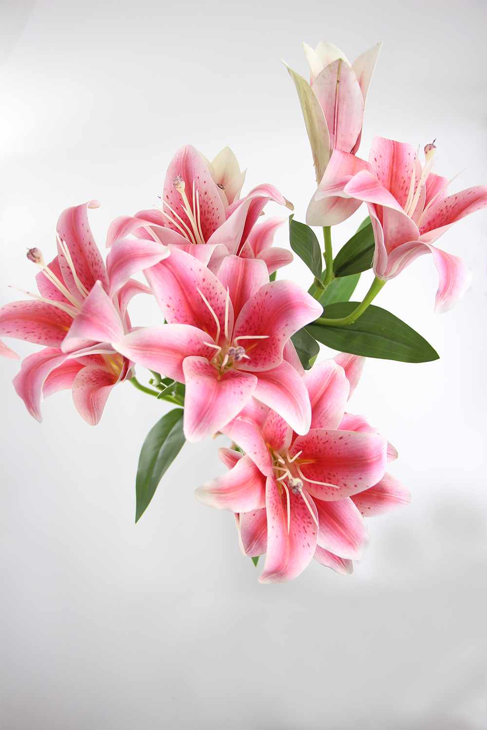 Fleurs de Lys Rose