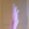 Fleur herbe de pampas rose