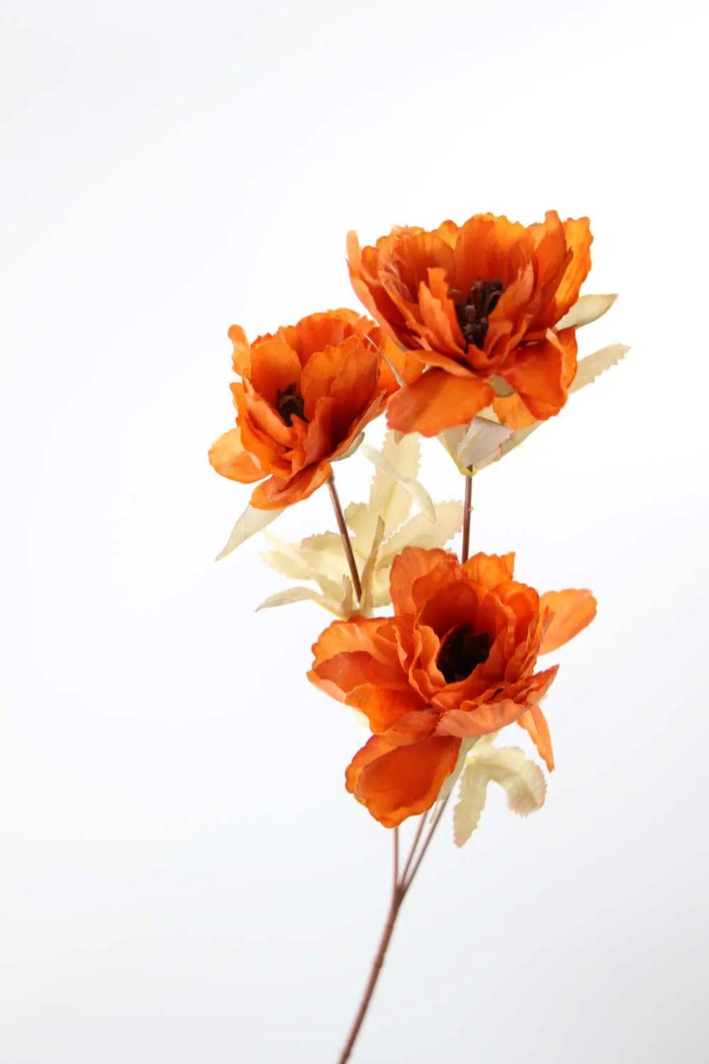 Fleur pivoine orangé