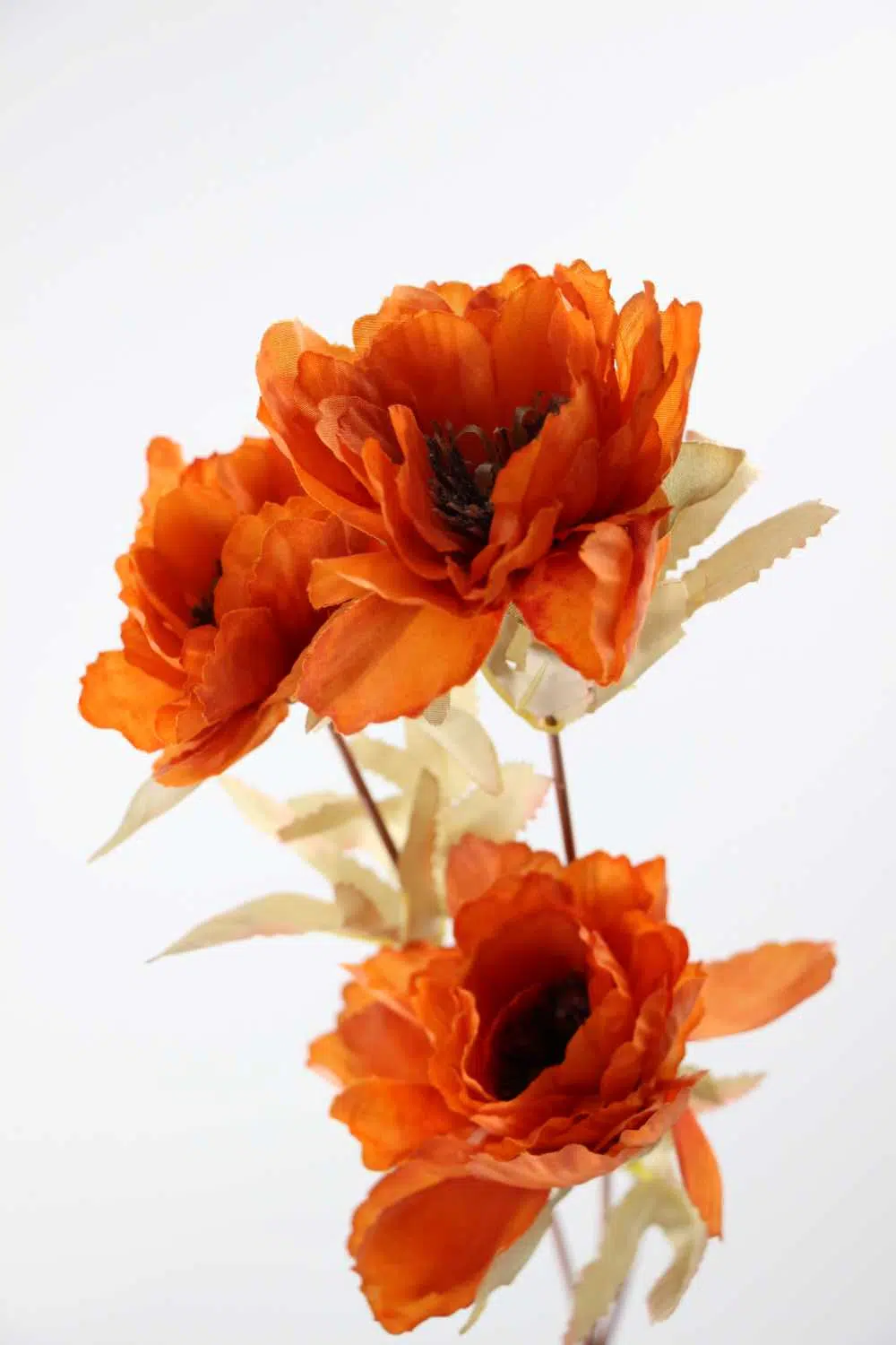 Fleur pivoine orangé